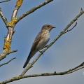 Spotted Flycatcher, 1st autumn (Muscicapa striata) Alan Prowse